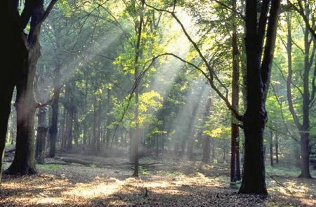 Koopchalet, recreatiewoning te koop Gelderland Reewold - Afbeelding 4