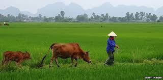 Vertaler Vietnamees-Nederlands, beëdigde vertaling, gecertificeerde vertaling, gelegaliseerde vertal