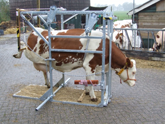 Degelijke Klauwbekapbox, Doorloopbehandelbox SA0022 - Afbeelding 7