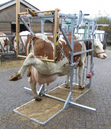 Handige Klauwbekapbox - Overschuifbox - Klauwbehandelbox - Afbeelding 3