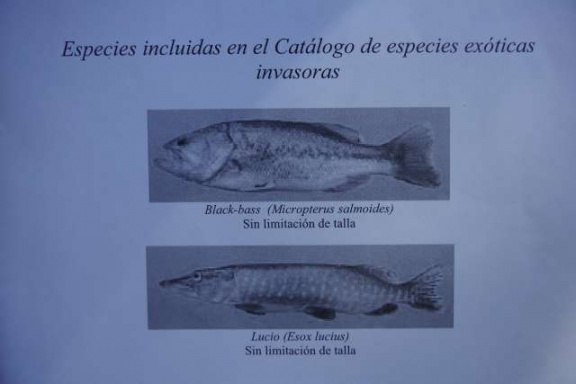 vissen in andalusie, vakantiehuis - Afbeelding 8