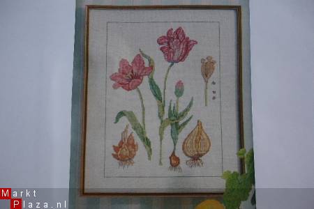 Twee Borduur-telpatronen voor biologie les - tulp en appel. - nr. 1