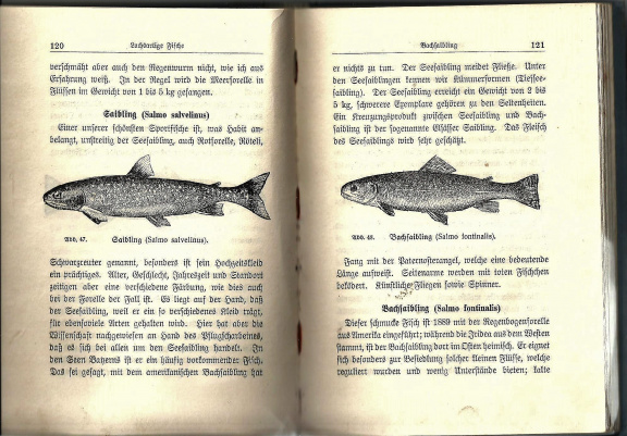 Fischwaid in Deutschen Binnengewässern - Anleitg. zur Sportfischerei (1927) - Afbeelding 3