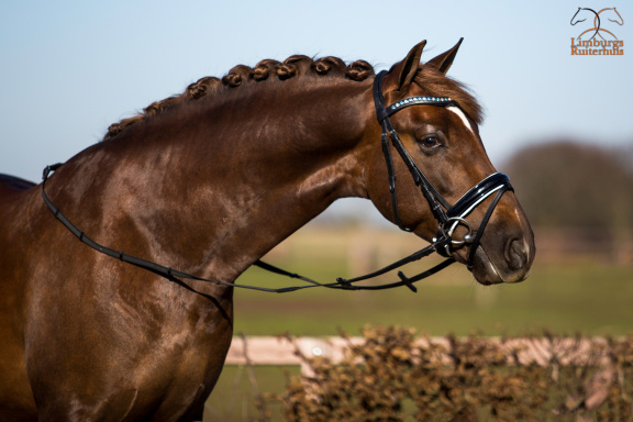 Nieuw Profi-Rider Hoofdstel Lak Wit onderlegd GGS LB