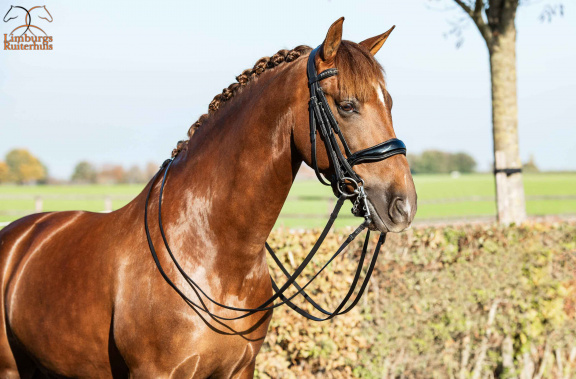 Nieuw Profi-Rider stang en trens Hoofdstel zwart Lak