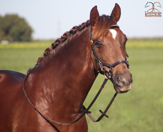 Nieuw Profi-Rider Hoofdstel Revolution Donkerbruin Swarovski