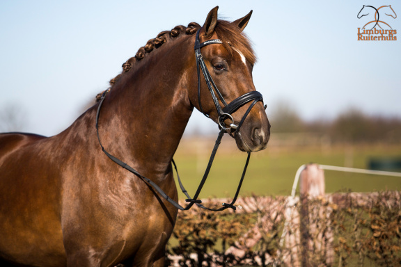 Nieuw Profi-Rider Hoofdstel Zwart (geen lak) Swarovski steentjes