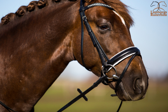 Nieuw Profi-Rider Hoofdstel Wit (geen lak) Swarovski steentjes