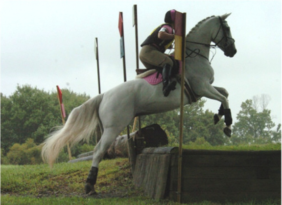 dressuurpaard goed voor alle niveaus van ruiters.