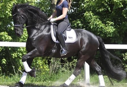 INGESCHREVEN FRIESE SPORT PAARD