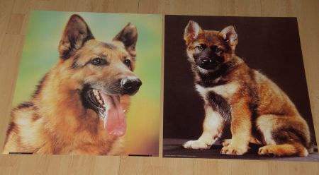 HERDERS HONDEN 2 POSTERSNIEUW