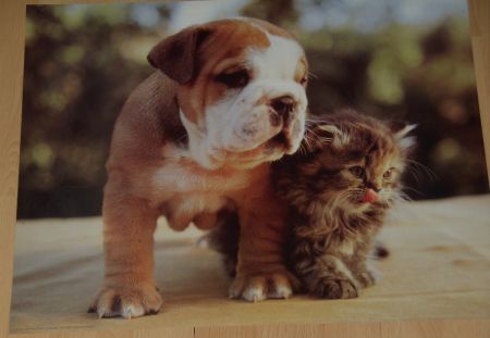 HOND EN KATJE 1 POSTER NIEUW