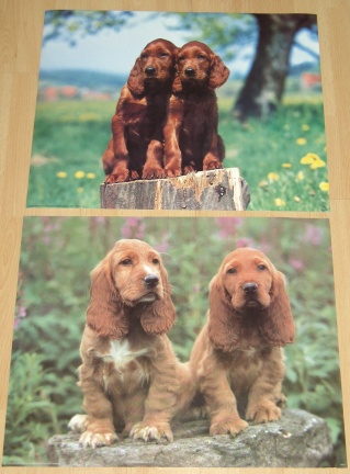 HONDEN PUPPIES 2 POSTERS NIEUW