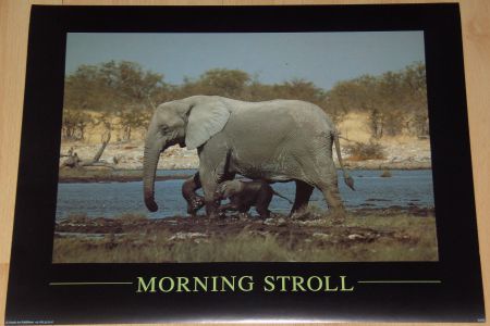 OLIFANT 1 POSTER NIEUW