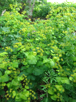 Zwartmoeskervel