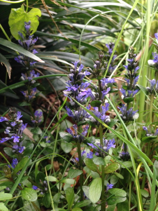 Ajuga valfredda