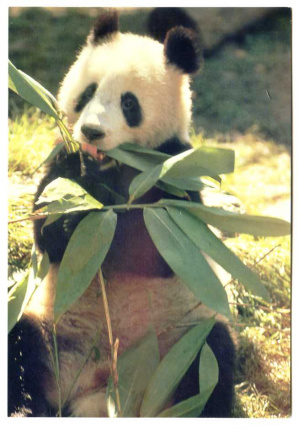 A127 Pandabeer - nr. 1