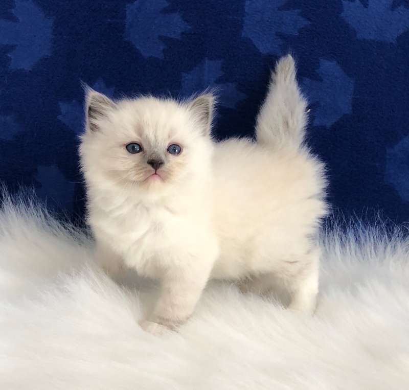 Ragdoll Mix kittens beschikbaar - MarktPlaza