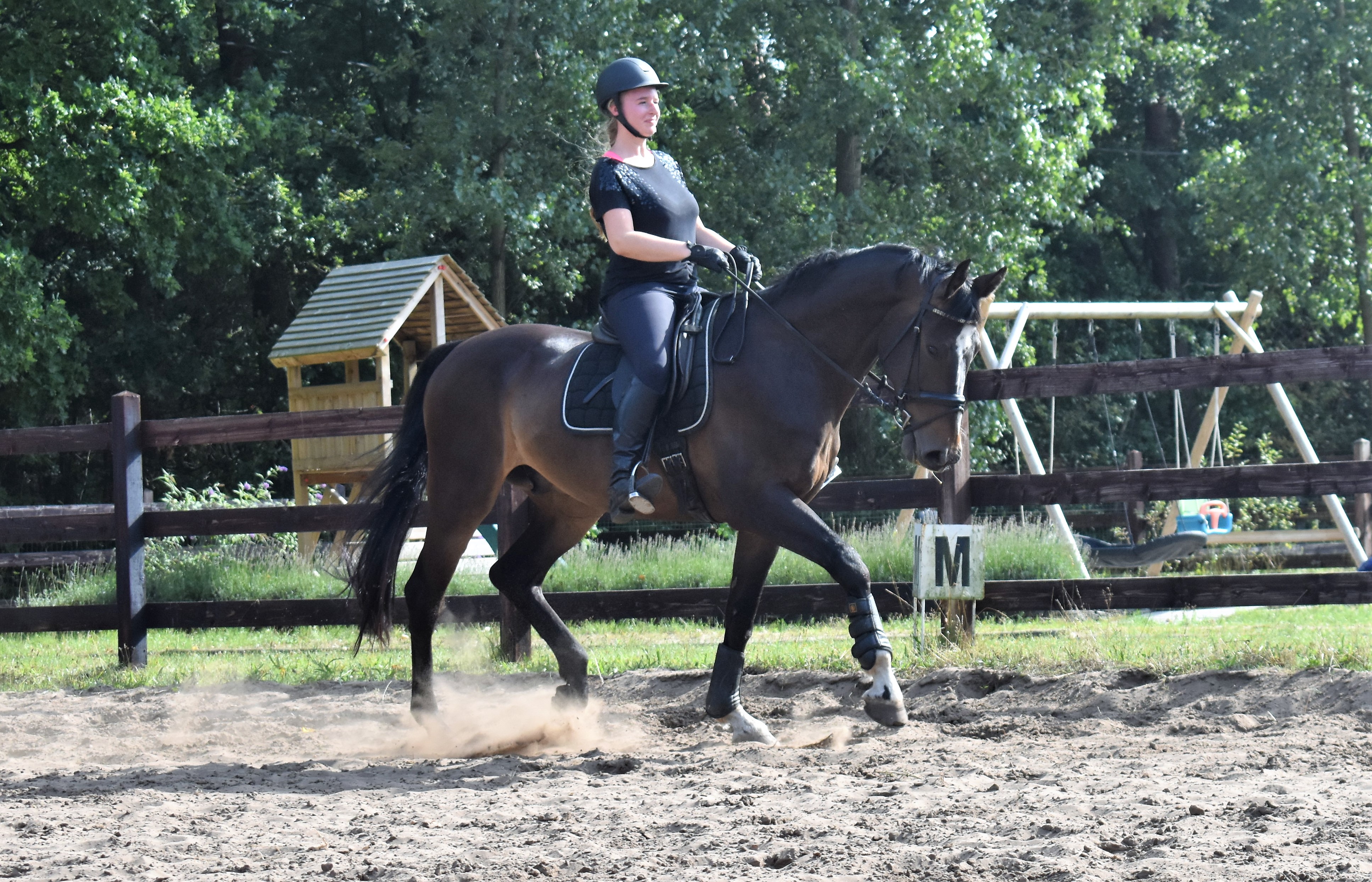 Recreatie/wandelpaard - nr. 1