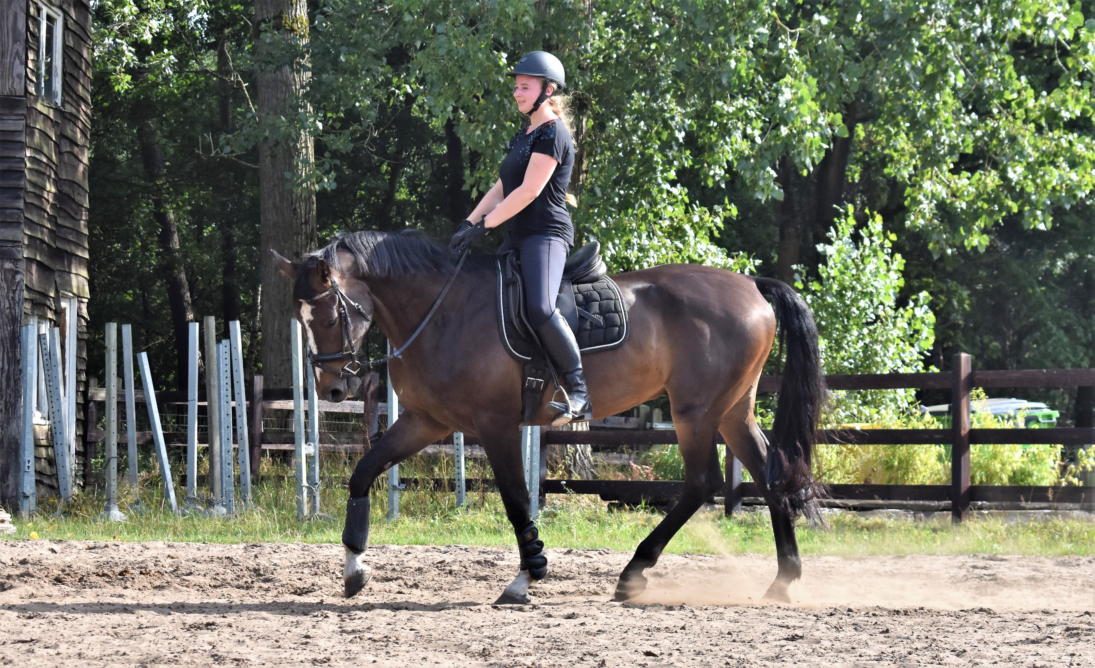 Recreatie/wandelpaard - Afbeelding 2