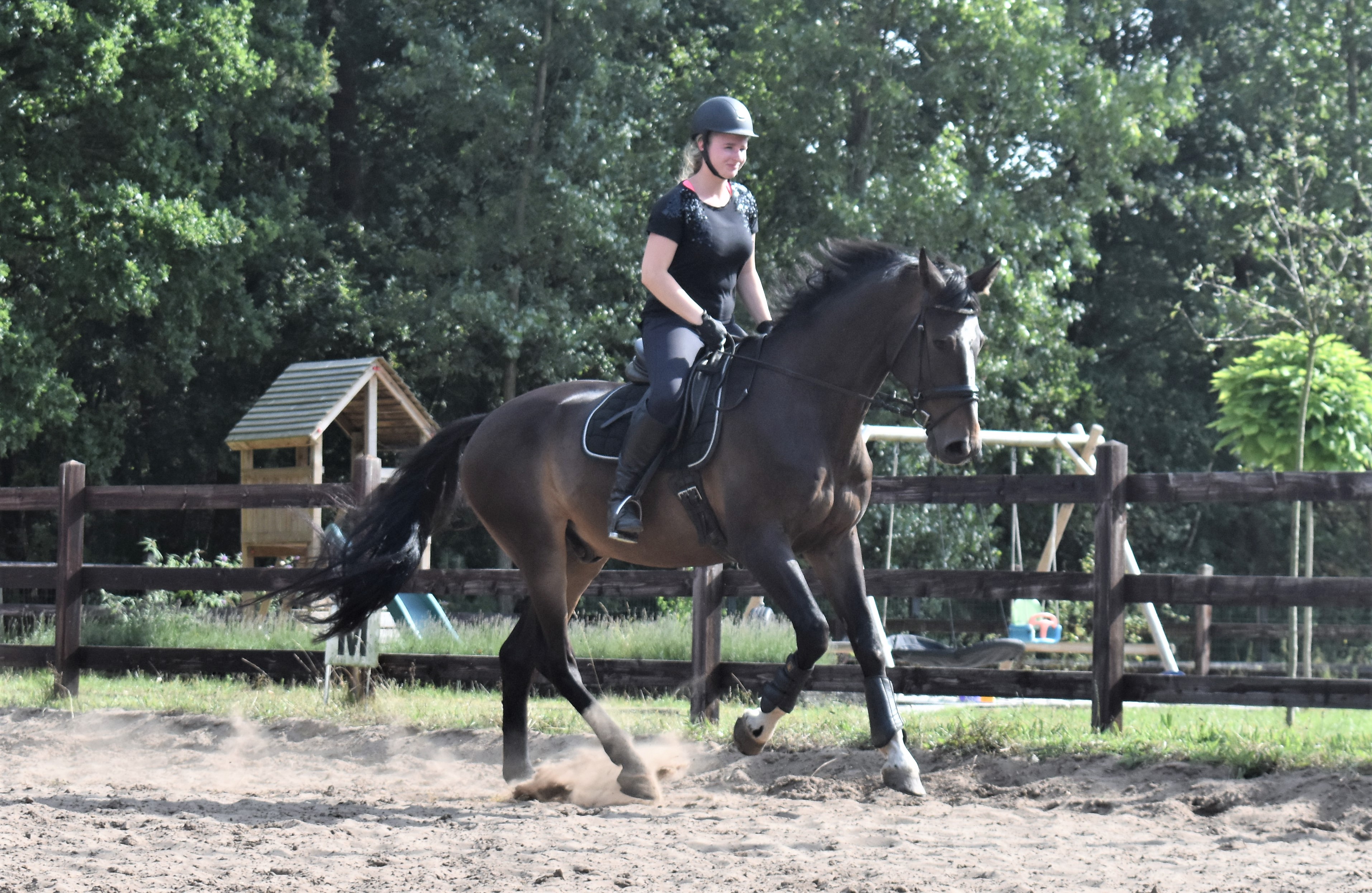 Recreatie/wandelpaard - Afbeelding 3