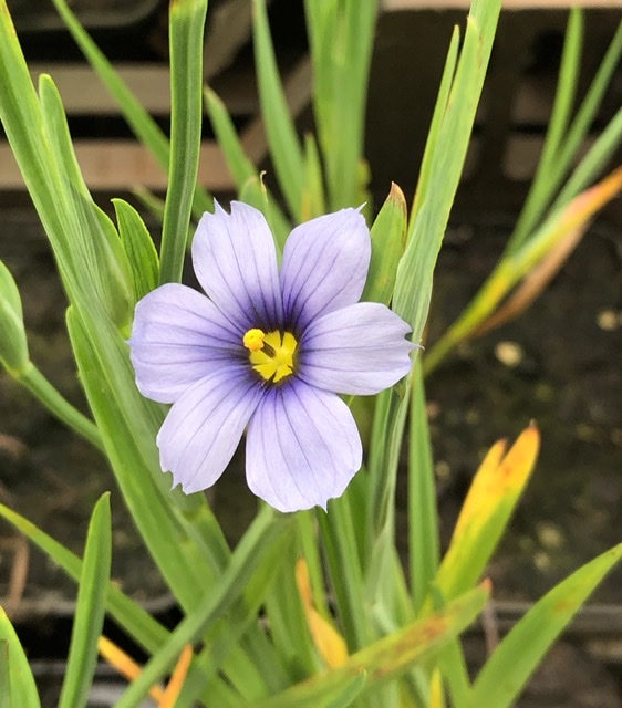 Bieslelie