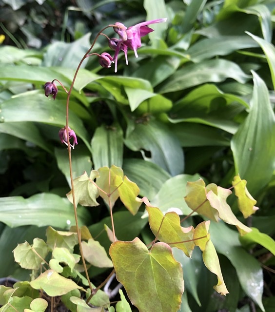 Elfenbloem