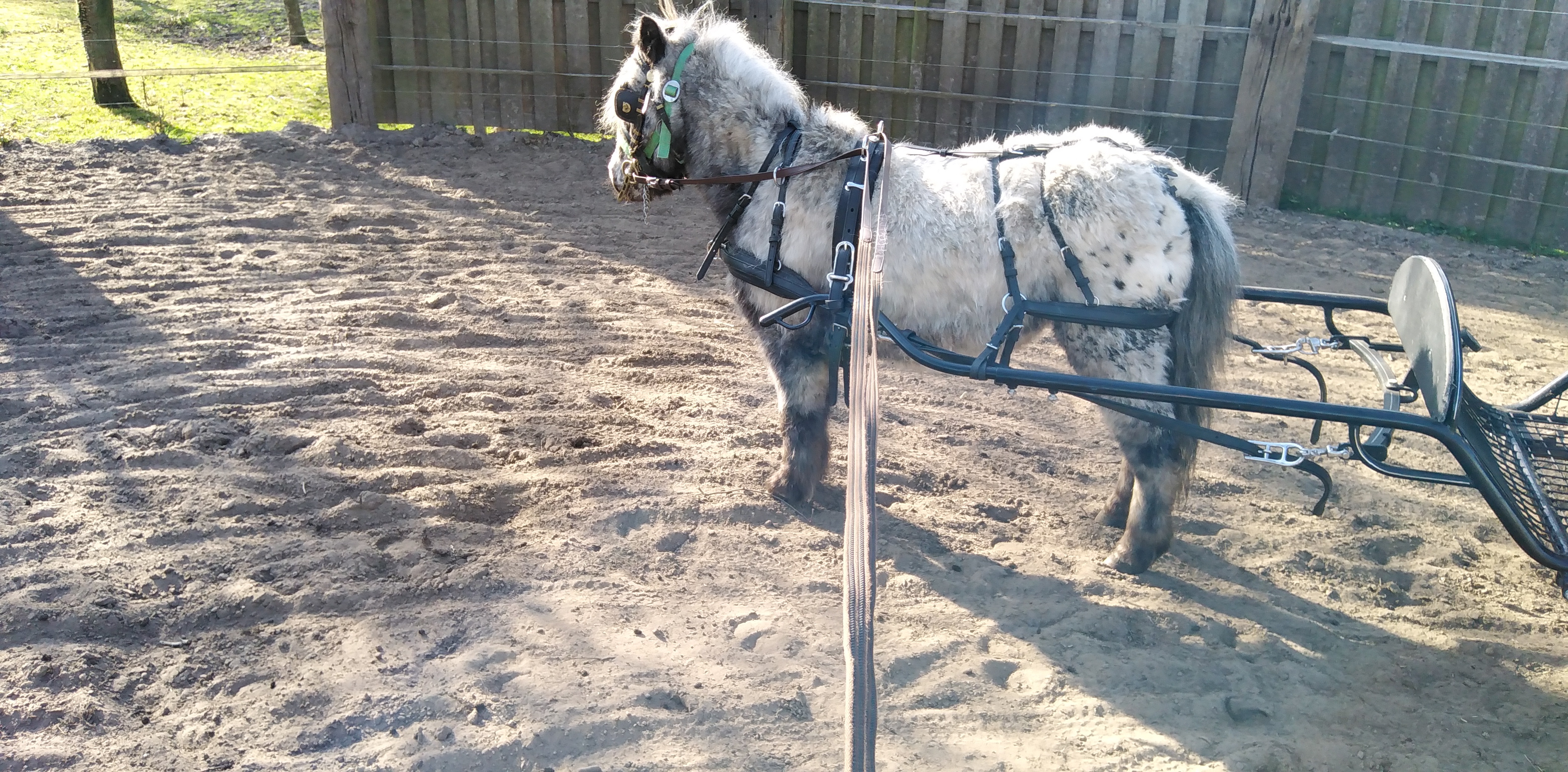 brave betuigde appaloosa shetland merrie - nr. 1