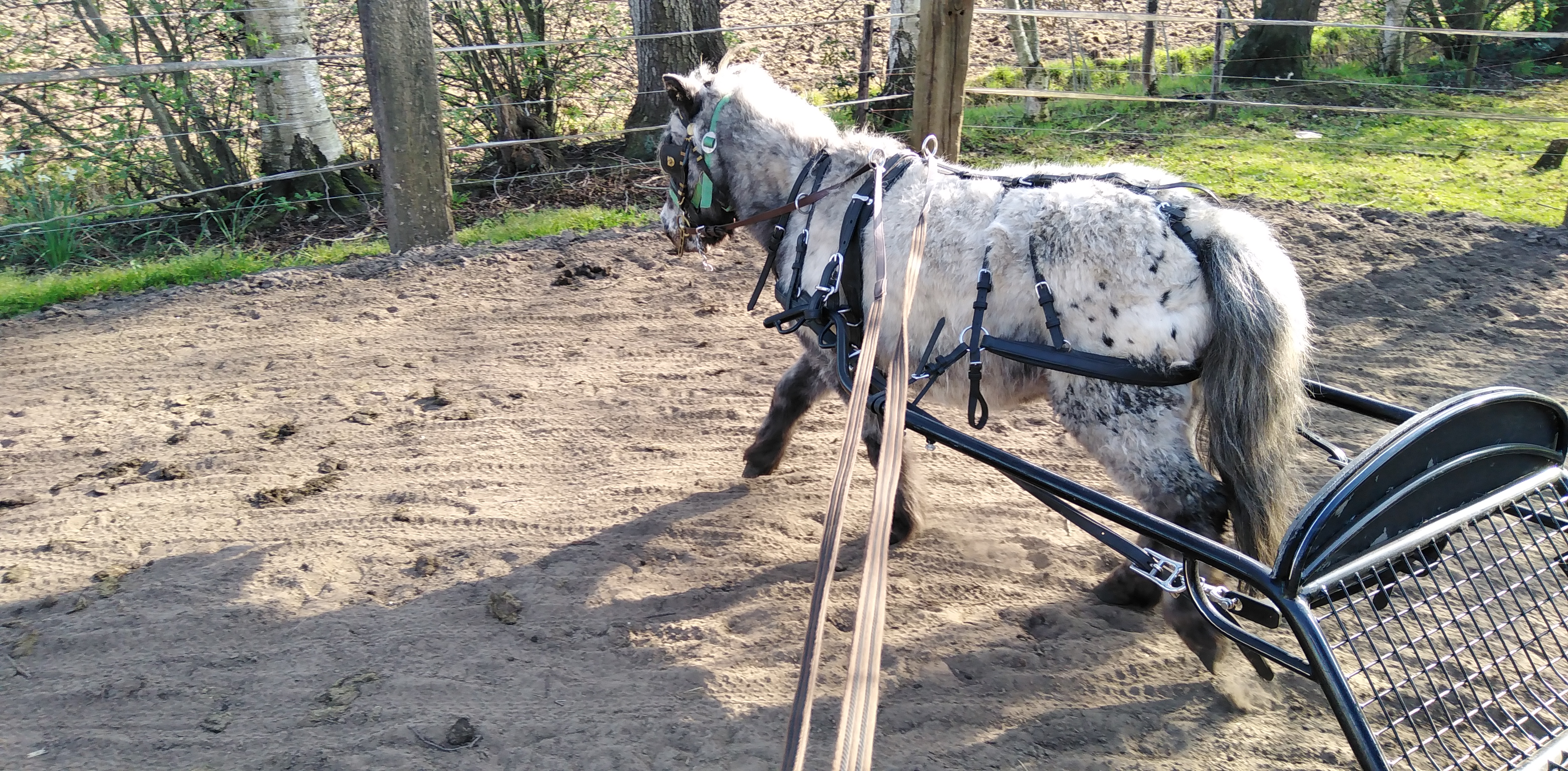 brave betuigde appaloosa shetland merrie - Afbeelding 2