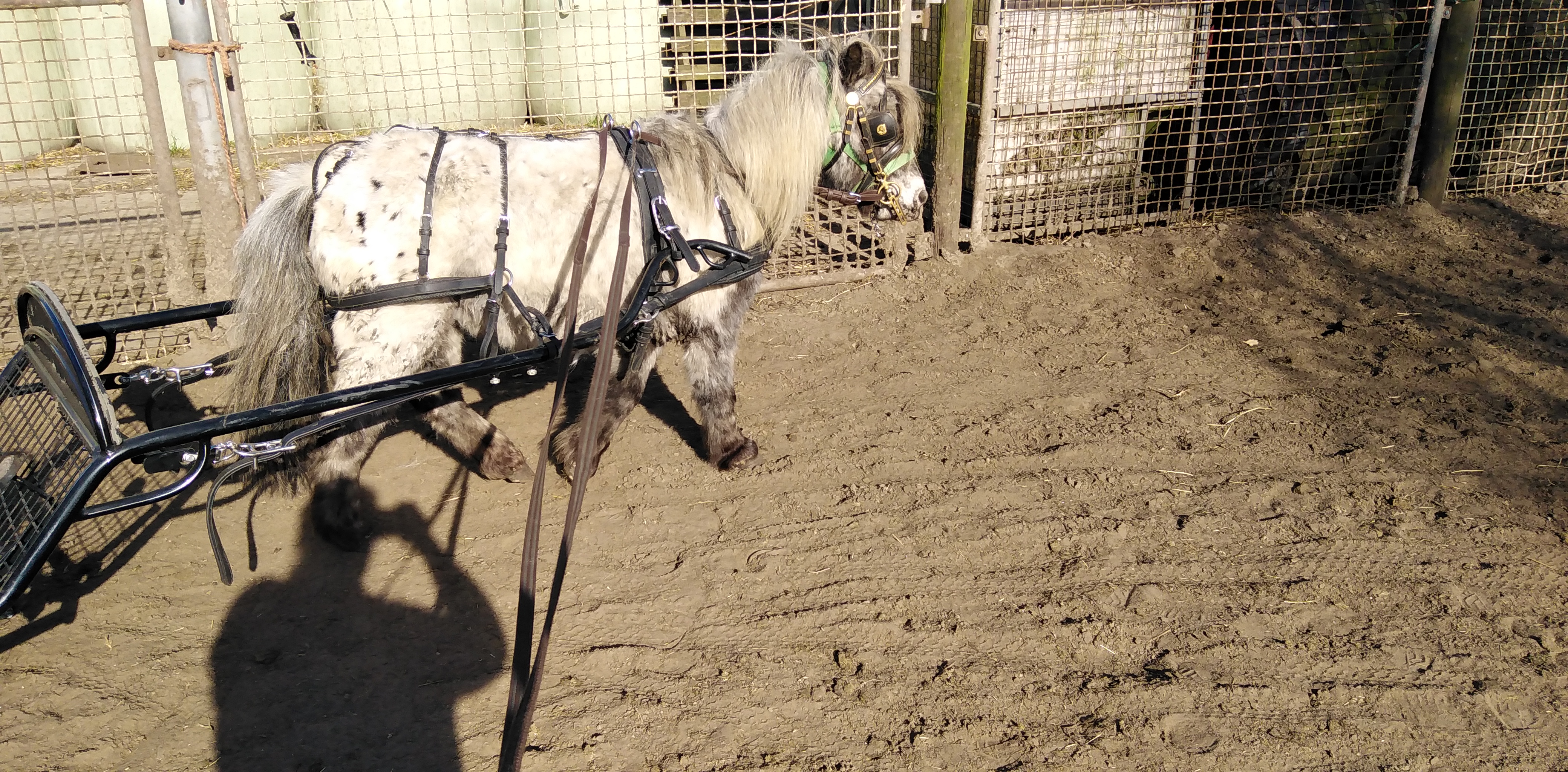 brave betuigde appaloosa shetland merrie - Afbeelding 3