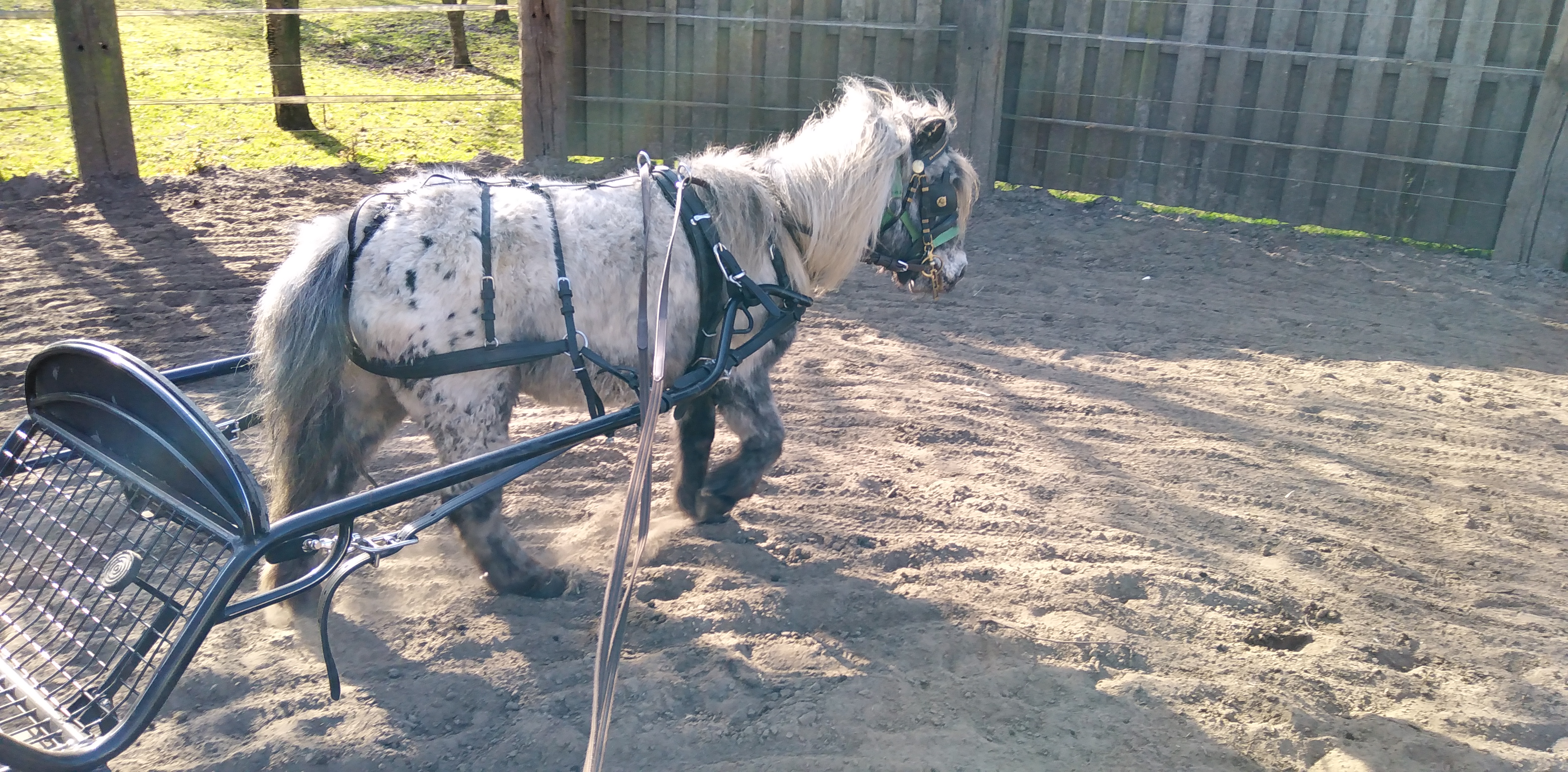 brave betuigde appaloosa shetland merrie - Afbeelding 4