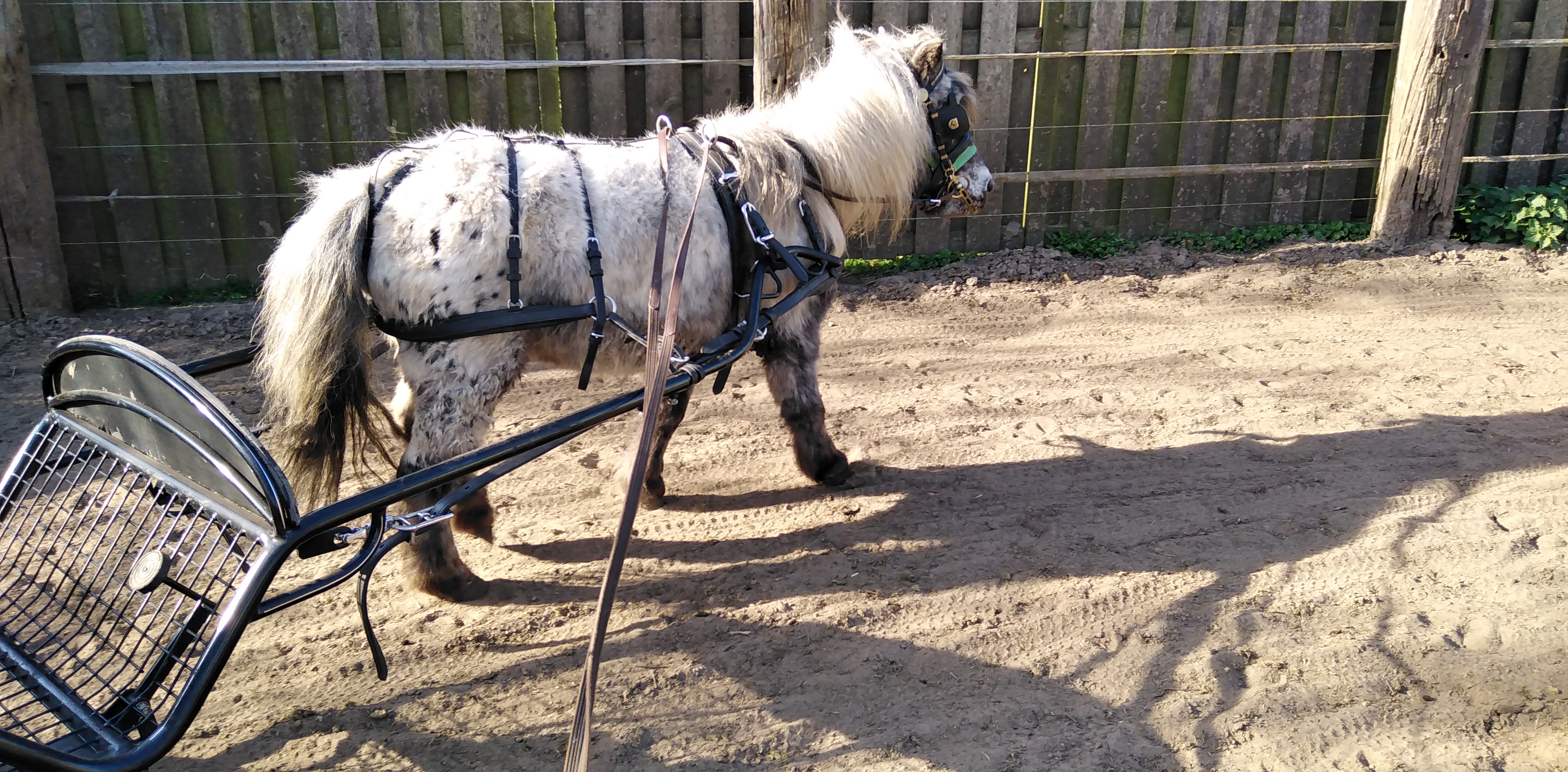brave betuigde appaloosa shetland merrie - Afbeelding 5