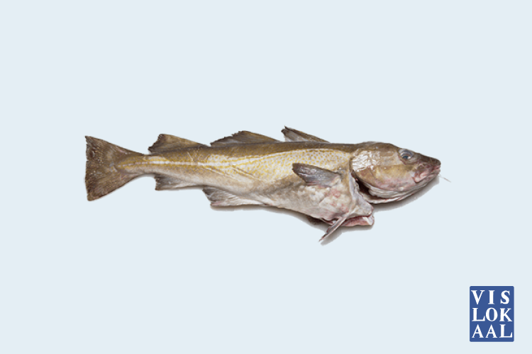 Kabeljauw kopen | Kabeljauw online bestellen 4 filets ca. 380gr | Vislokaal - nr. 1