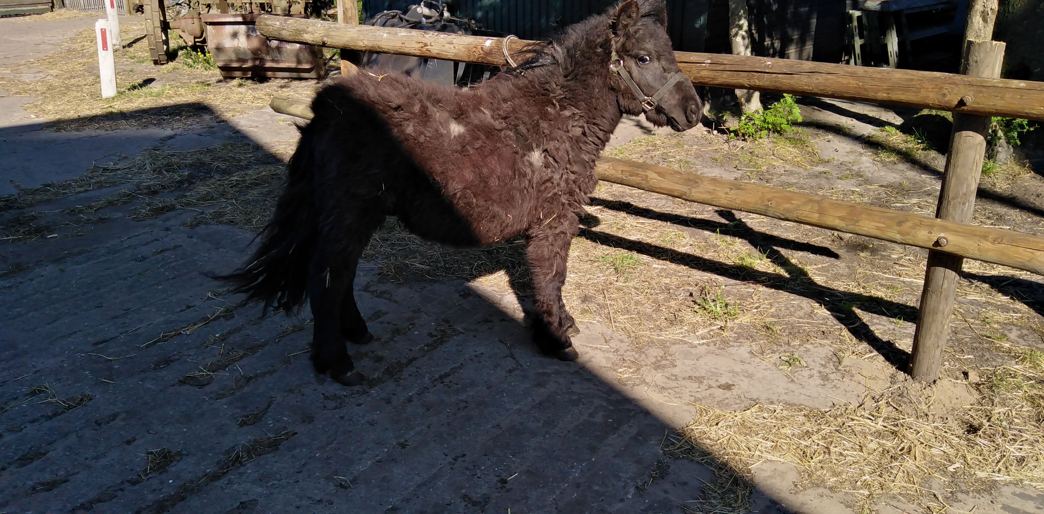 lieve mooie 1 jarige grote shetland ruin - nr. 1