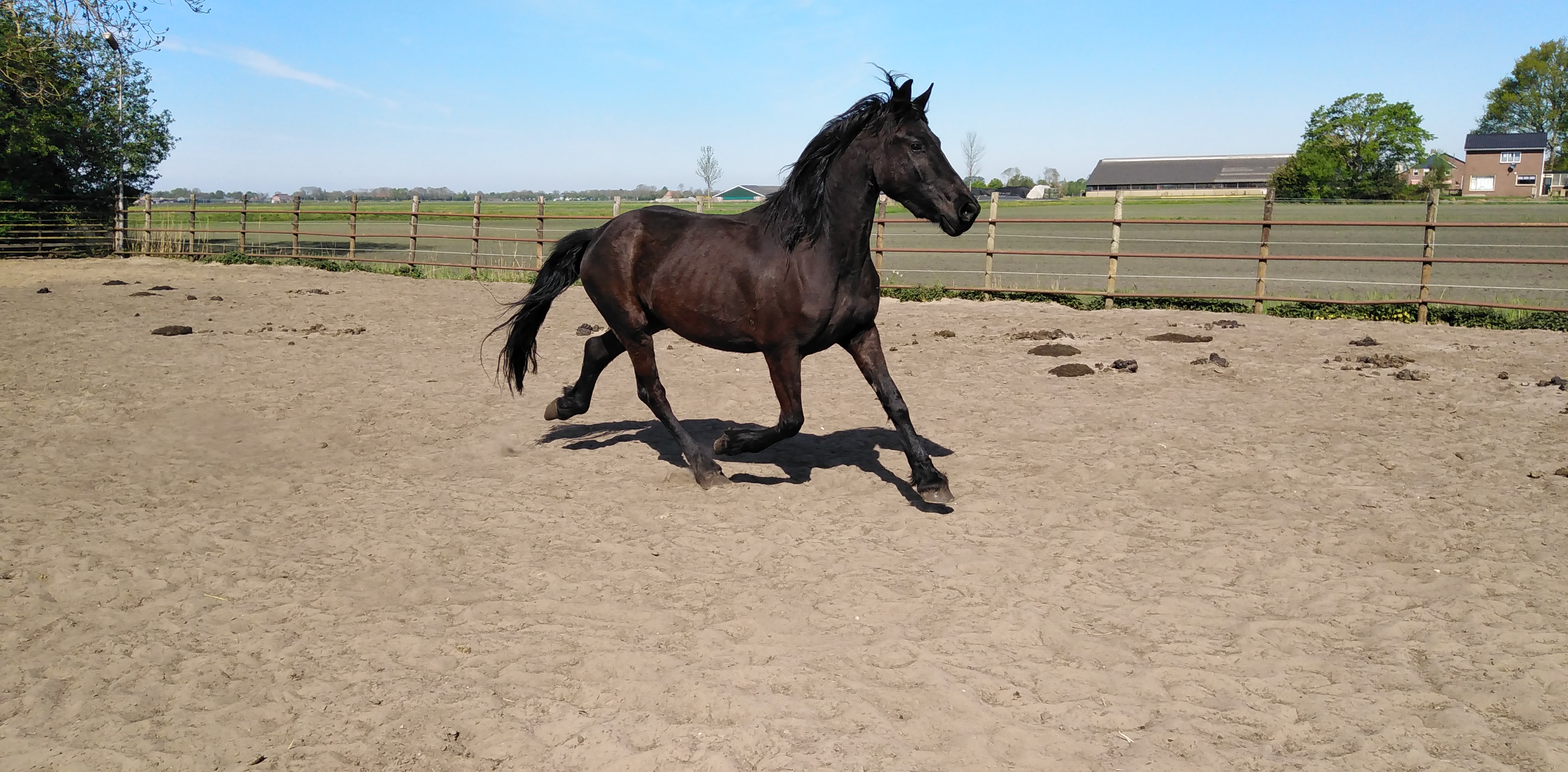 zeer apart bewegende 4 jarige friese merrie vol papier - Afbeelding 2