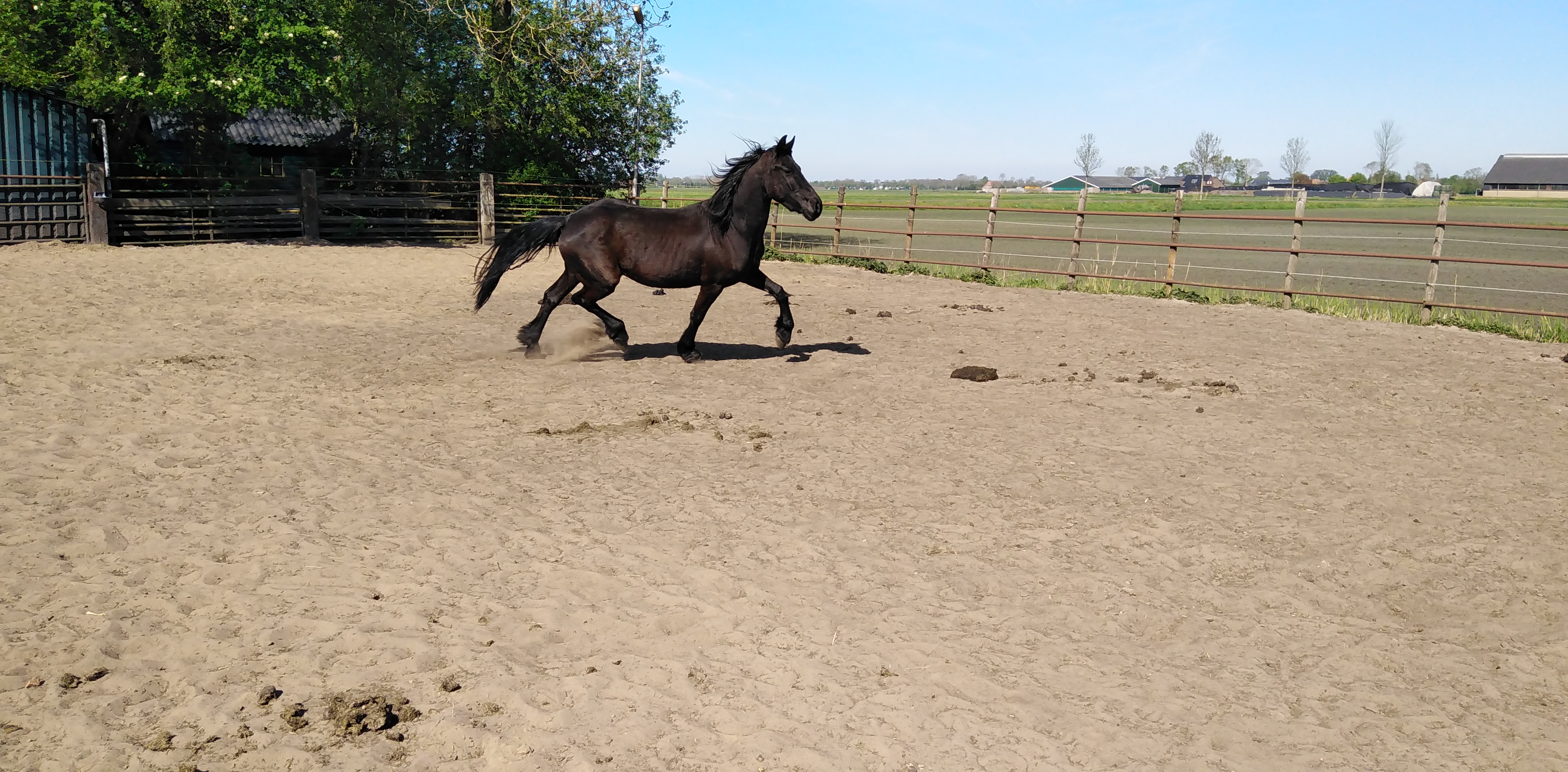 zeer apart bewegende 4 jarige friese merrie vol papier - Afbeelding 4