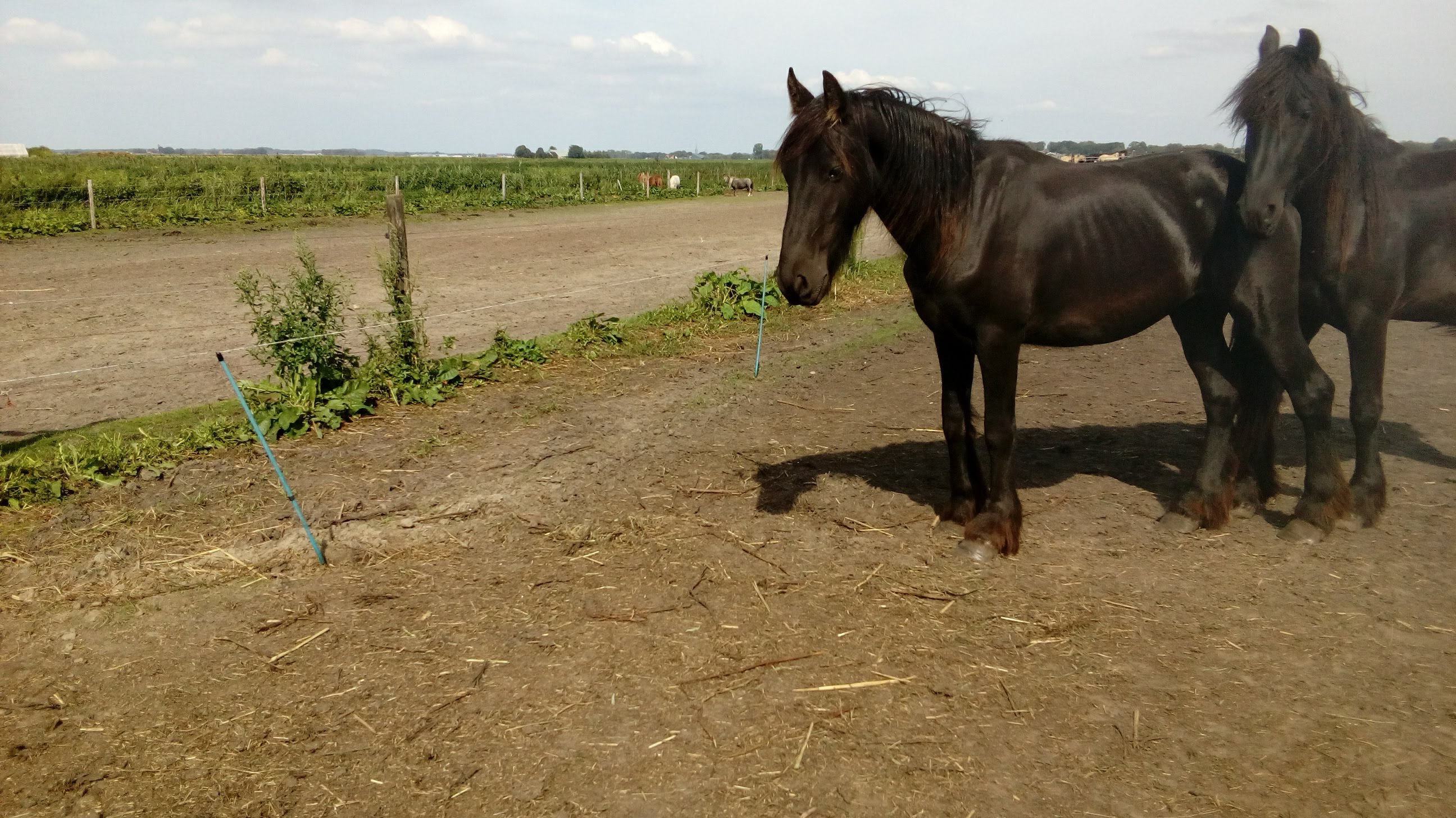 jonge friese hengst te koop vol papier - Afbeelding 2
