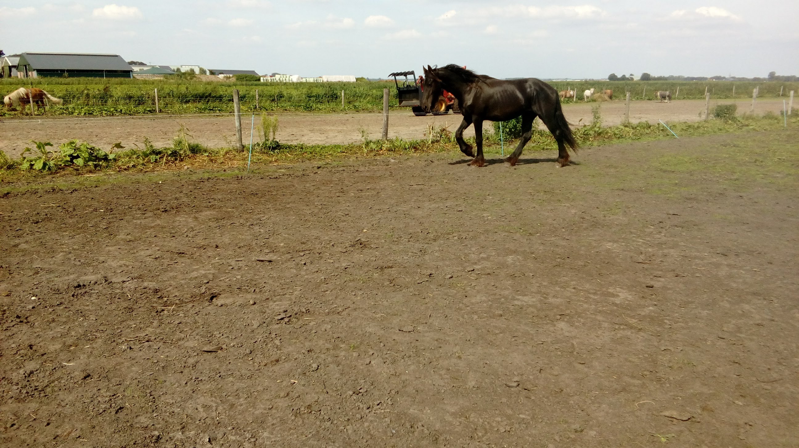 jonge friese hengst te koop vol papier - Afbeelding 3