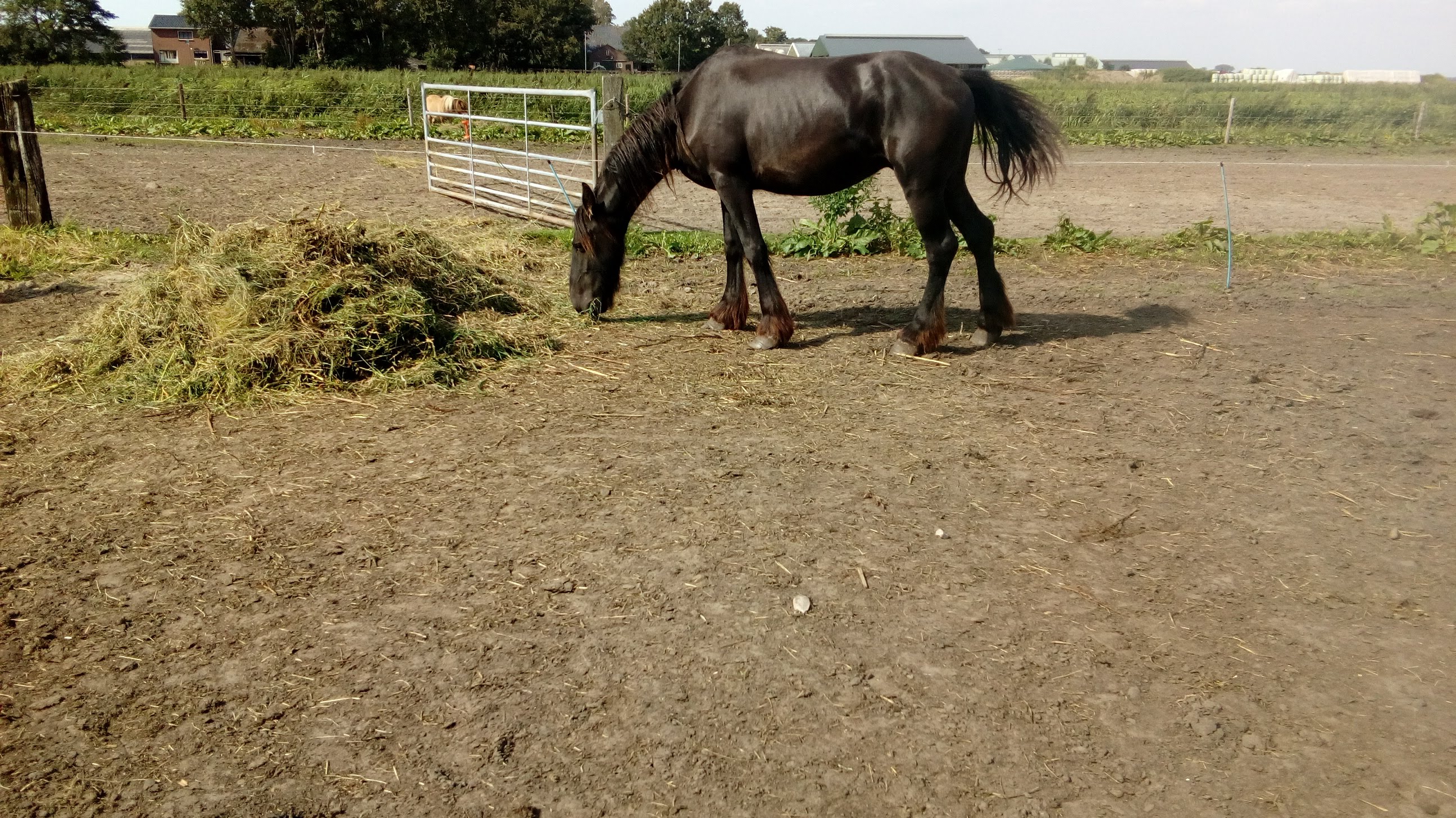jonge friese hengst te koop vol papier - Afbeelding 4