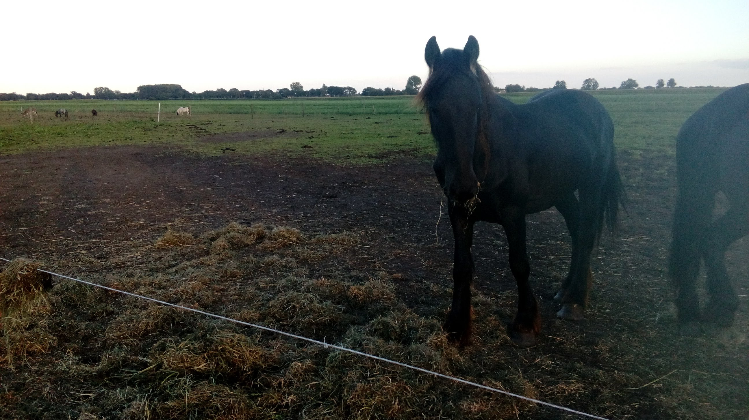 jonge friese hengst te koop vol papier - Afbeelding 5