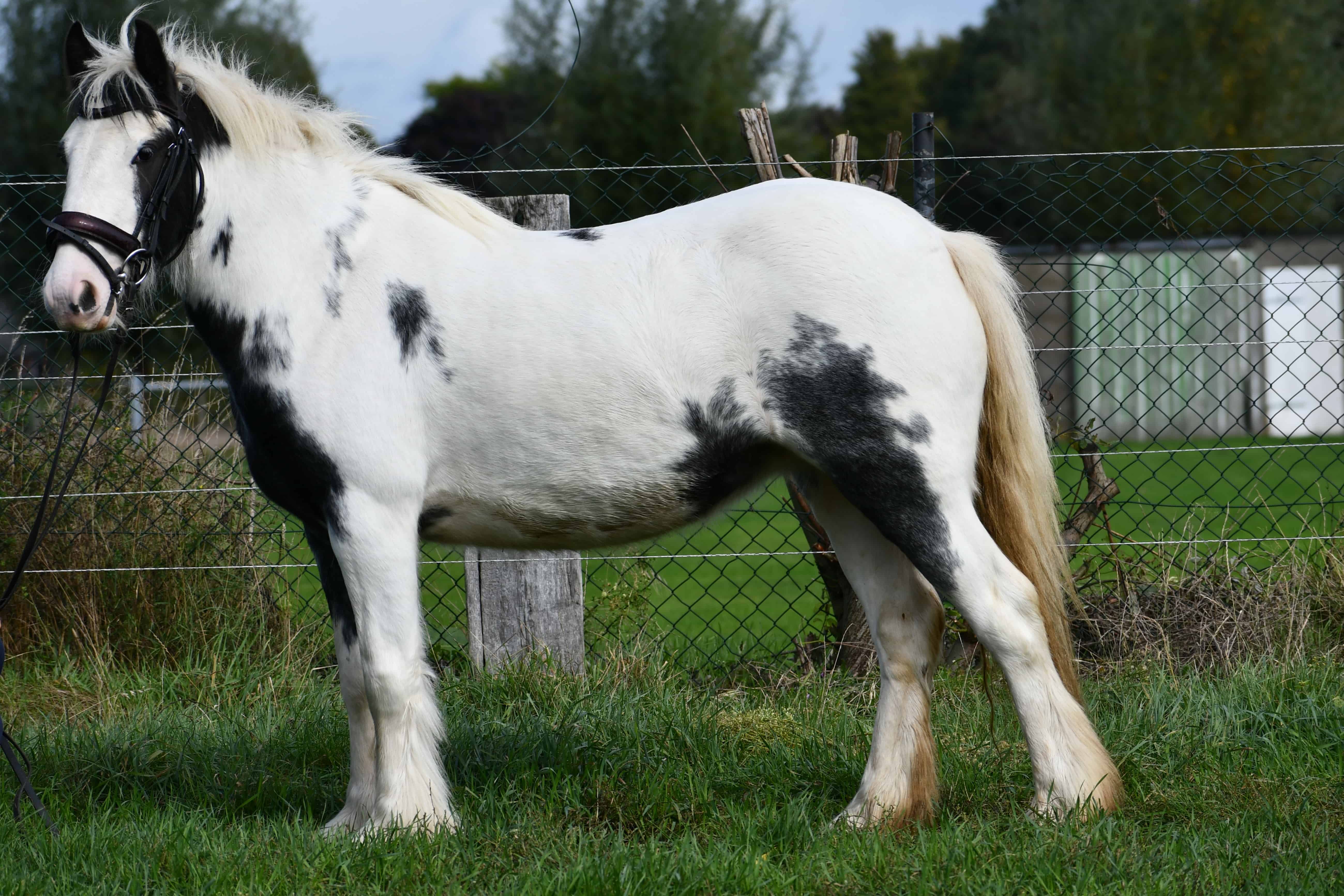 Lieve, mooie Tinkerdame (2 voor de prijs van 1) - Afbeelding 2