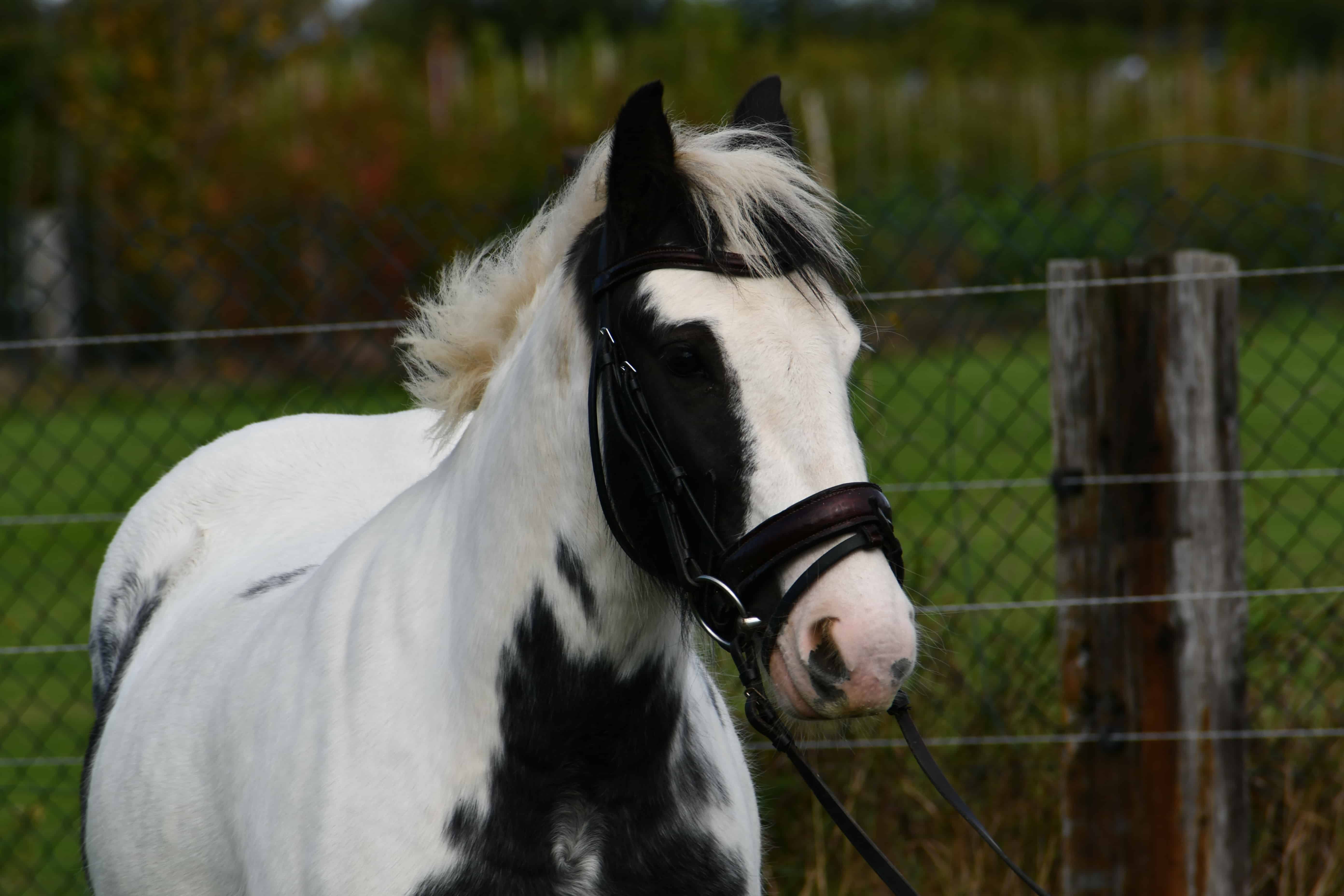 Lieve, mooie Tinkerdame (2 voor de prijs van 1) - Afbeelding 3