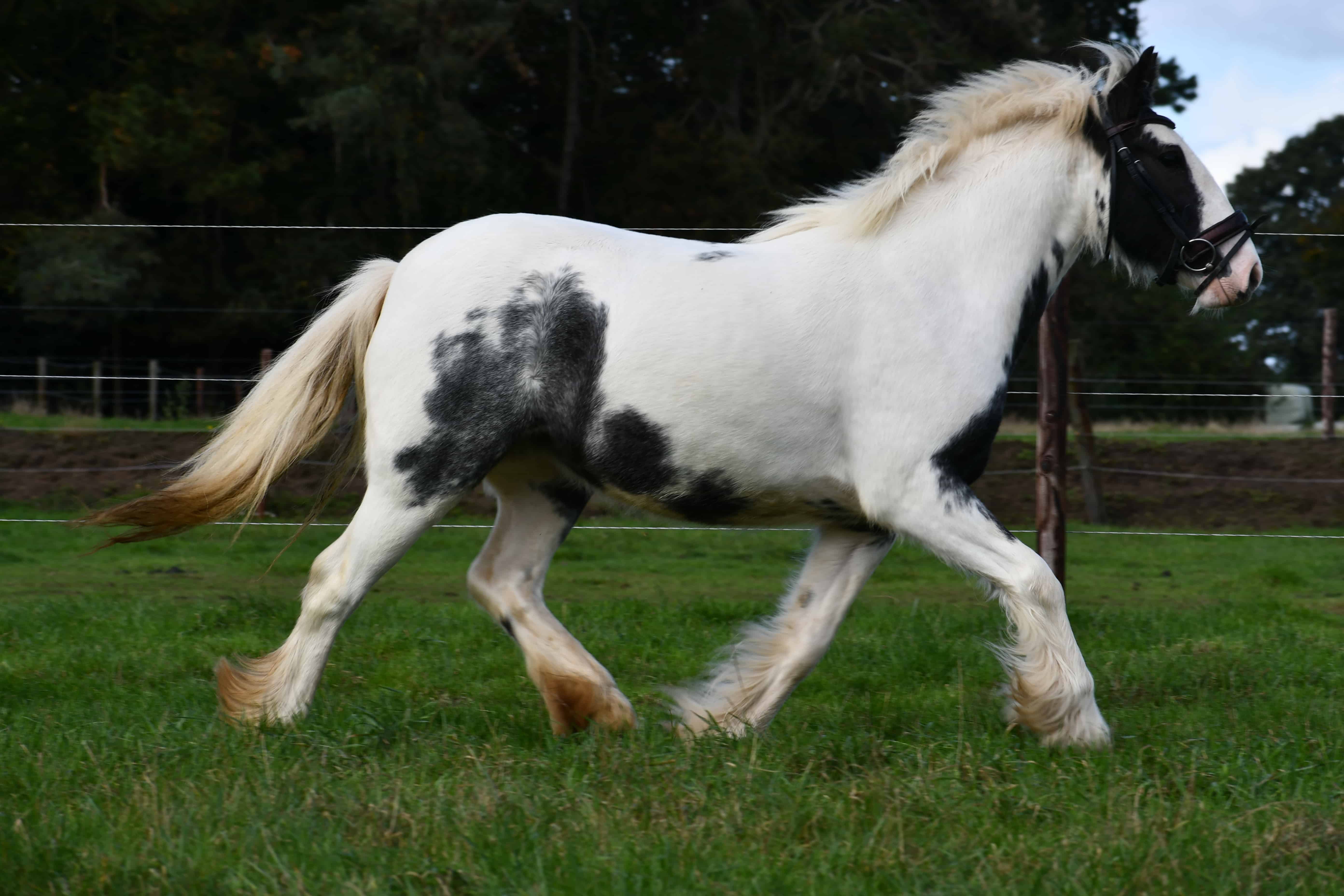 Lieve, mooie Tinkerdame (2 voor de prijs van 1) - Afbeelding 4