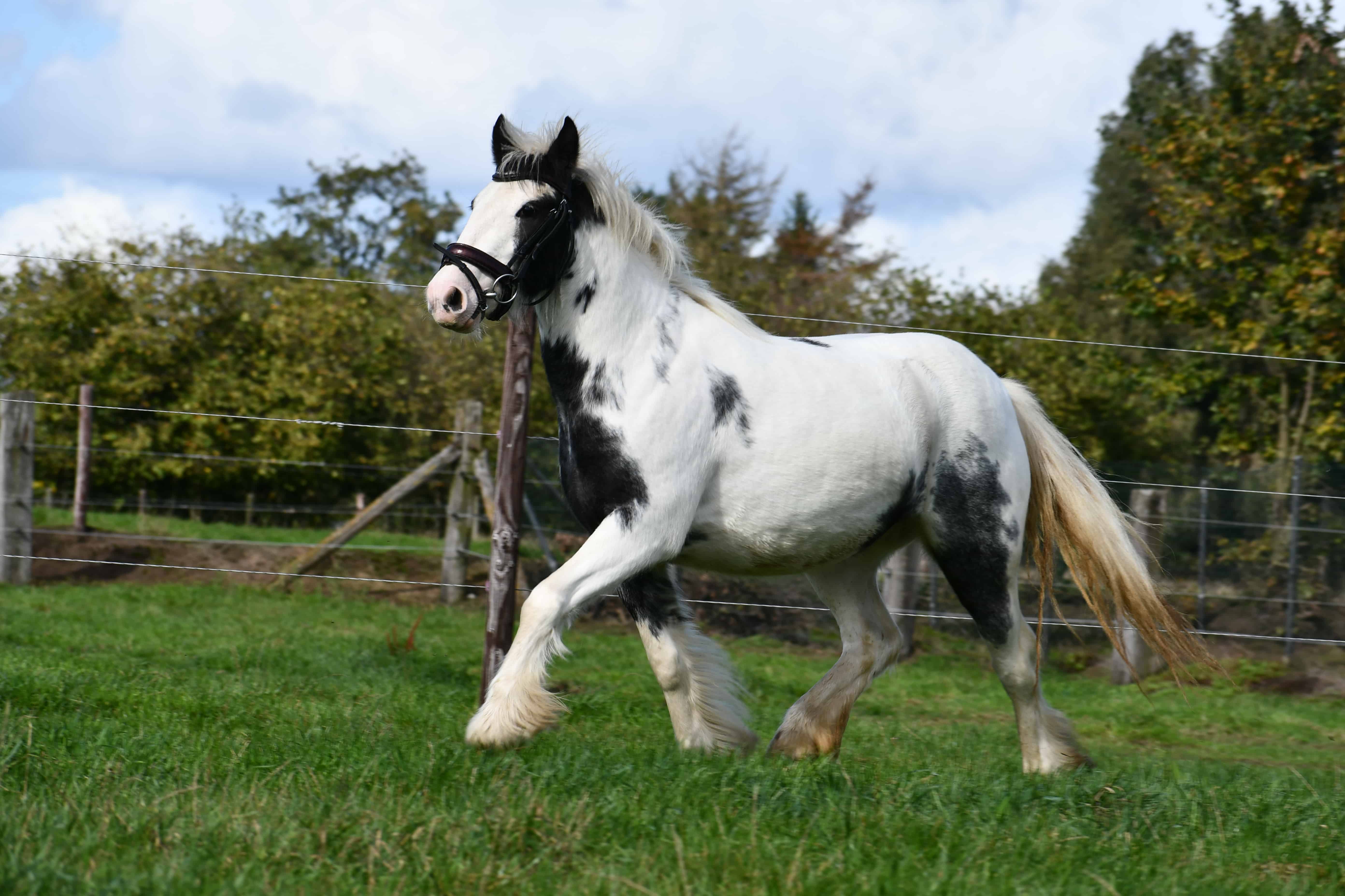 Lieve, mooie Tinkerdame (2 voor de prijs van 1) - Afbeelding 6