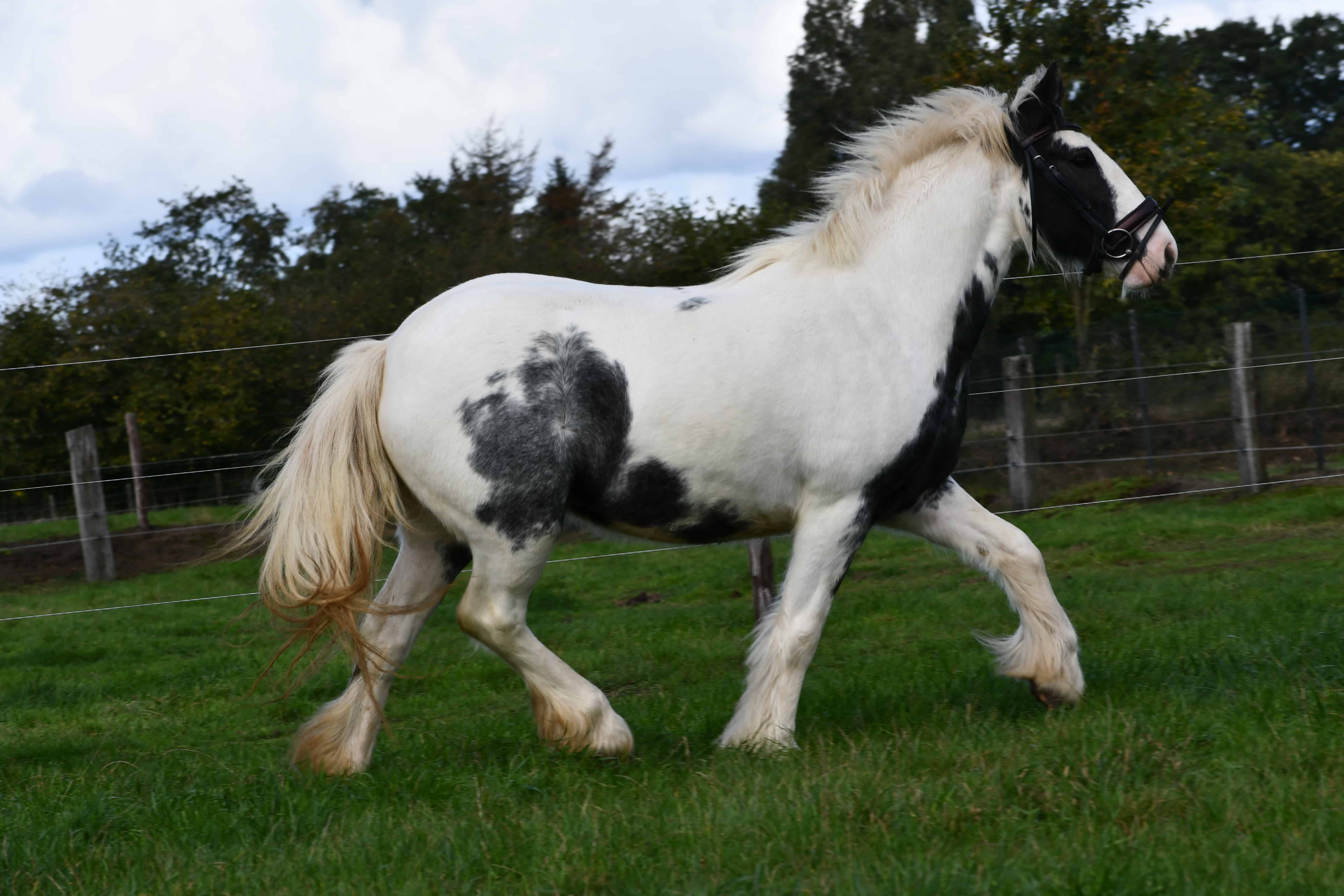 Lieve, mooie Tinkerdame (2 voor de prijs van 1) - Afbeelding 7