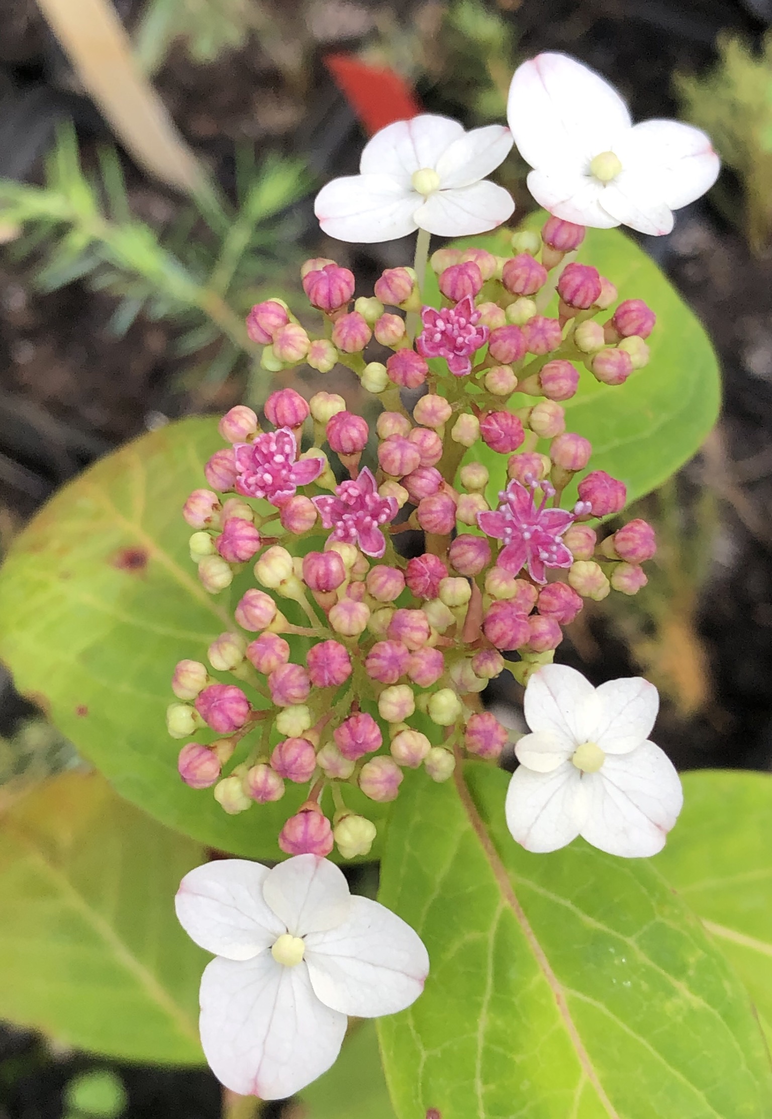 Japanse theehortensia, om echt thee van te maken - nr. 1