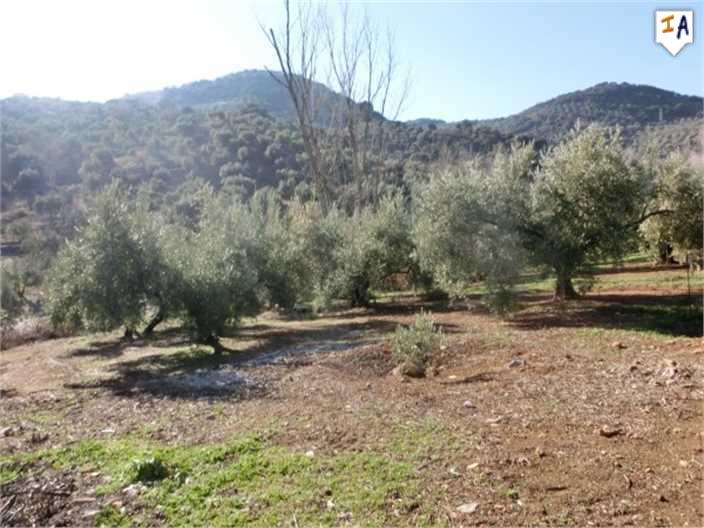 Cortijo/land/rust/Spanje/Jaen/Las Casillas/69.995->66.000€ - Afbeelding 2
