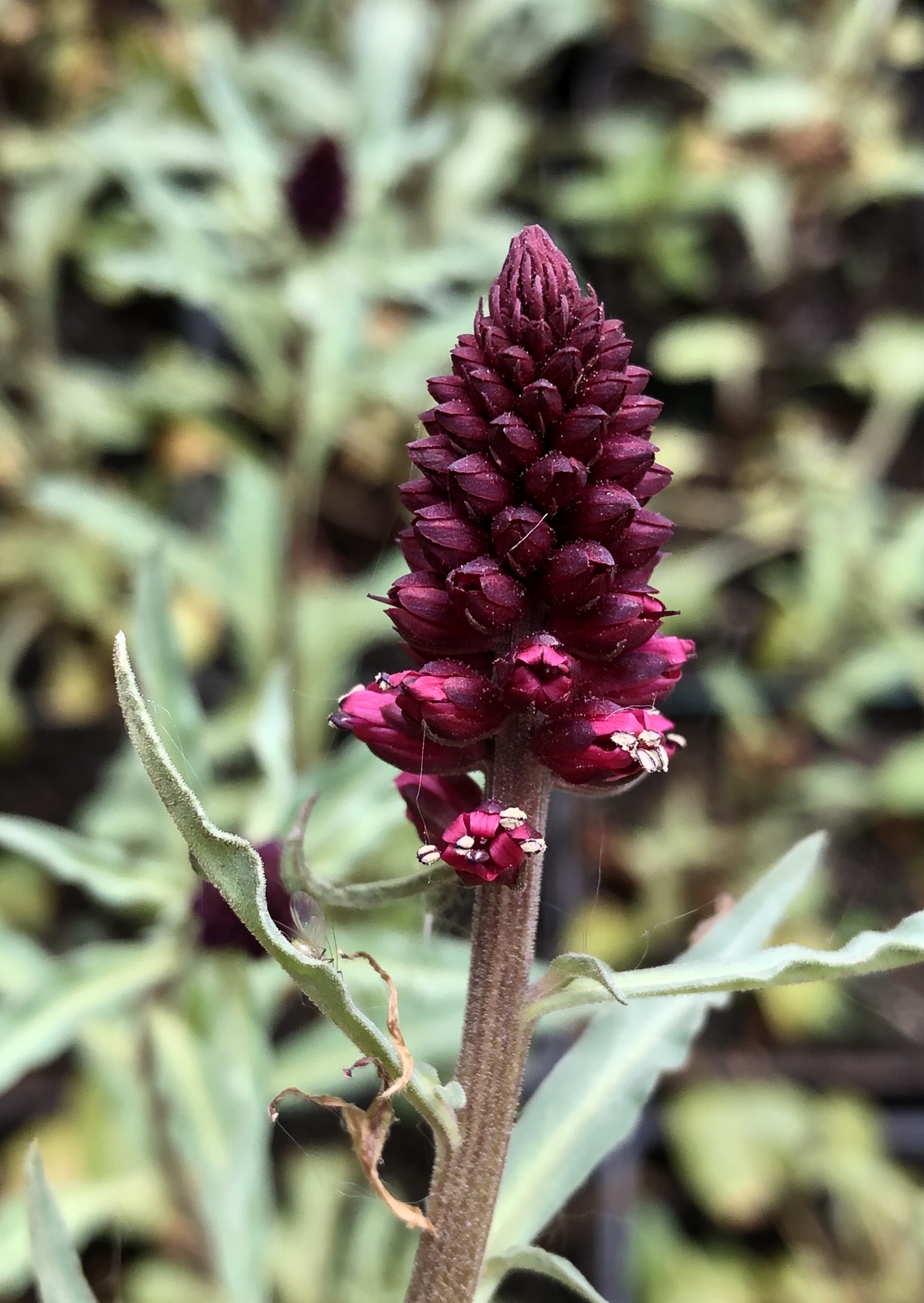 Lysimachia atropurpurea - nr. 1