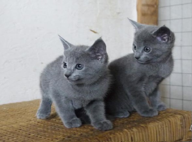 Mooie Russische blauwe kittens - nr. 1