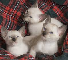 Siamese kittens - nr. 1